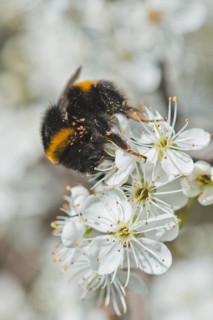 Large earth bumblebee (Bombus terrestris) with mite infestation, Emsland, Lower Saxony, Germany,