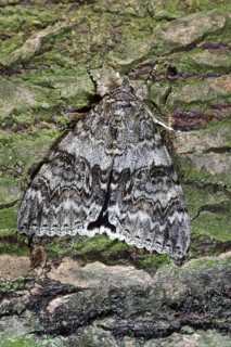 Red Underwing (Catocala nupta) moth on tree bark, Belgium, Europe
