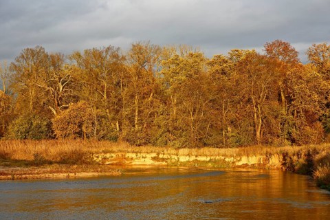 Autumn in the floodplain, view of a river gravel bank and steep banks of the river Mulde near