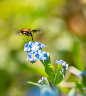 Bee fly (Bombyliidae) sitting on blue flowers of the forget-me-not (Myosotis), Bavaria, Germany,