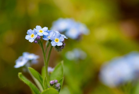 Blue flowers of the forget-me-not (Myosotis), Bavaria, Germany, Europe