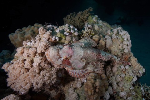 Well camouflaged tassled scorpionfish (Scorpaenopsis barbata), Marsa Shona Reef dive site, Red Sea,
