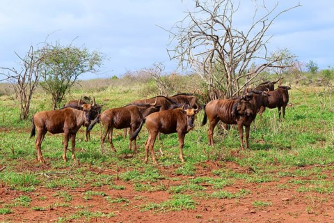 Group of Blue wildebeest (Connochaetes taurinus taurinus), common wildebeest or brindled gnu,