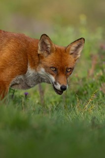 Red fox (Vulpes vulpes) adult animal head portrait, Essex, England, United Kingdom, Europe