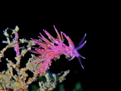 Violet thread snail (Flabellina affinis), pink thread snail, dive site marine reserve Cap de Creus,