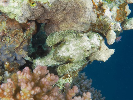 Well camouflaged fringed scorpionfish (Scorpaenopsis oxycephala), dive site House Reef, Mangrove