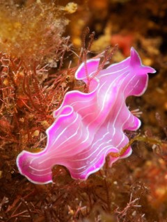 Variable flatworm (Prostheceraeus giesbrechtii), marine animal, dive site Cap de Creus Marine