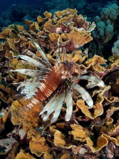 Pacific red lionfish (Pterois volitans) in yellow scroll coral (Turbinaria reniformis), Marsa Shona