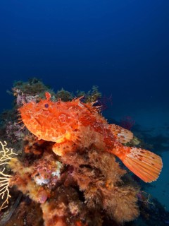 Large red scorpionfish (Scorpaena scrofa), sea sow, in the Mediterranean near Hyères. Dive site