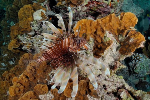 Pacific red lionfish (Pterois volitans) on yellow scroll coral (Turbinaria reniformis), dive site