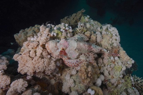 Well camouflaged tassled scorpionfish (Scorpaenopsis barbata), dive site Marsa Shona Reef, Egypt,