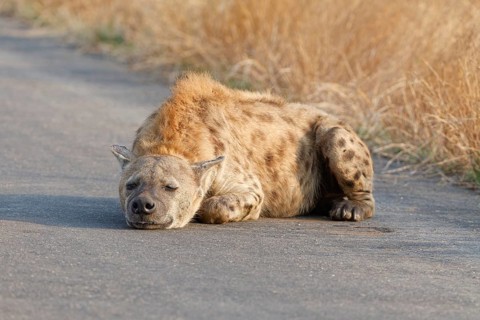 Spotted hyena (Crocuta crocuta), lying adult resting on the asphalt road, Kruger National Park,