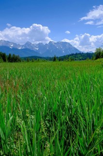 Wet meadows at the Barmsee, behind Karwendel Mountains, Krün, Werdenfelser Land, Upper Bavaria,