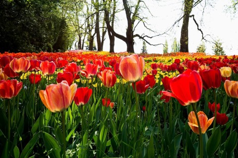 Park and flower meadow with colourful tulips, Mainau Island, Lake Constance, Baden-Württemberg,