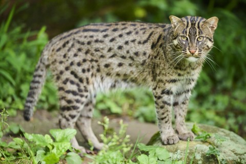 Fishing cat (Prionailurus viverrinus), standing, Bavaria, Germany, Europe