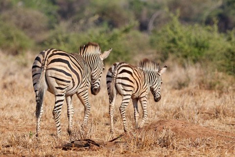 Burchell's zebras (Equus quagga burchellii), adult with zebra foal walking, Kruger National Park,