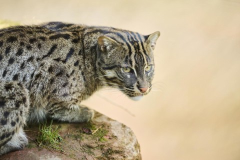 Fishing cat (Prionailurus viverrinus), sitting on the edge of the water, hunting, Bavaria, Germany,