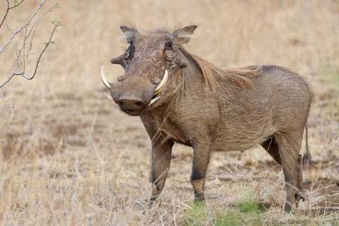Common warthog (Phacochoerus africanus), adult male, alert, animal portrait, Kruger National Park,