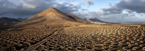 Grapevines growing in black volcanic soil in protected enclosed pits, La Geria, Lanzarote, Canary