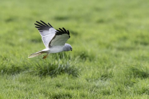 Hen harrier (Circus cyaneus), Emsland, Lower Saxony, Germany, Europe