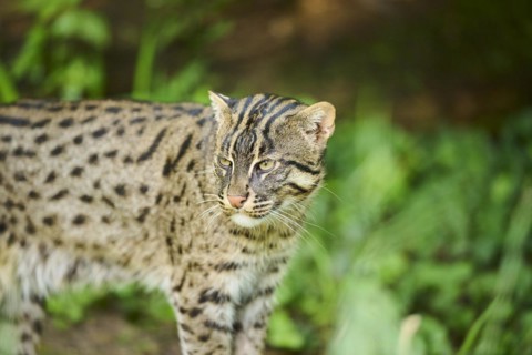 Fishing cat (Prionailurus viverrinus), standing, Bavaria, Germany, Europe