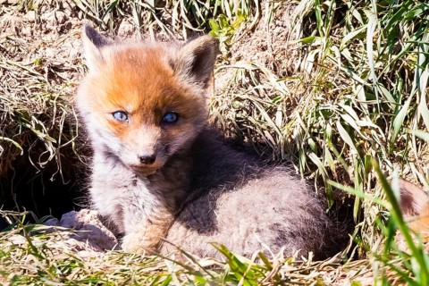 Young fox in front of the foxhole, Lower Saxony, Federal Republic of Germany
