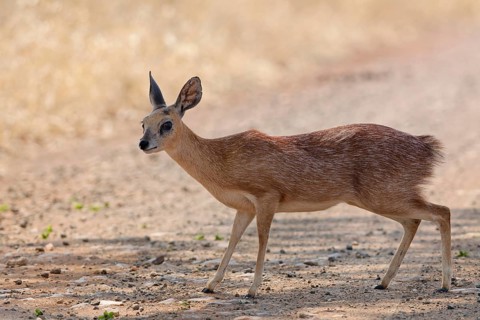Sharpe's grysbok (Raphicerus sharpei), adult female standing on dirt road, alert, Kruger National