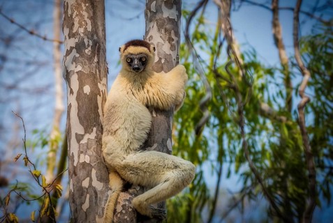 Lemur, larval sifaka (Propithecus verauxi) in the dry forests of Kirindy in western Madagascar