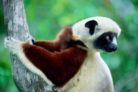Crown sifaka, Madagascar, Coquerels crown sifaka, Prophitecus verreauxi coquereli, Madagascar,