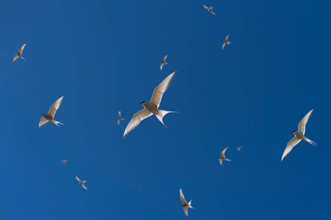 Arctic terns (Sterna paradisea) in flight, Reykjanes, Iceland, Europe