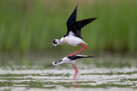 Black-winged Black-winged Stilt (Himantopus himantopus), couple making love in the water,