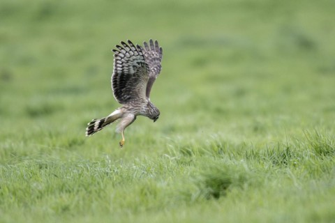Hen harrier (Circus cyaneus), Emsland, Lower Saxony, Germany, Europe