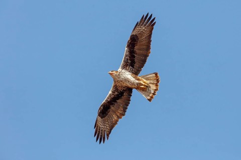Bonelli's eagle (Hieraaetus fasciatus), Aigle de Bonelli, Ãguila-azor Perdicera, Tawi Atayr,