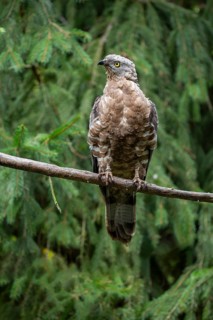 European honey buzzard (Pernis apivorus), captive, Bavaria, Germany, Europe