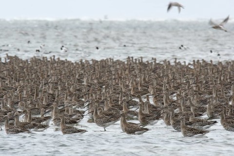 Eurasian curlew (Numenius arquata), resting troop on the mudflats during autumn migration off the