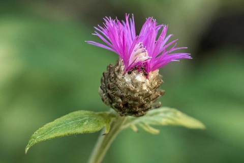 Psephellus dealbatus (Centaurea dealbata), flower, with two ants (Formicidae), Baden-Württemberg,