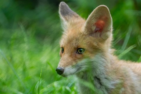 Red fox (Vulpes vulpes), young, puppy, portrait, captive, Germany, Europe