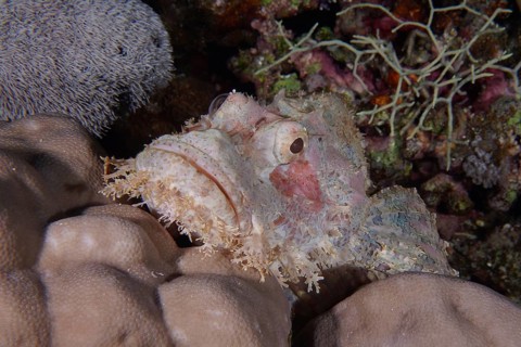 Fringed dragonhead (Scorpaenopsis oxycephala), St Johns Caves dive site, Saint Johns Reef, Red Sea,