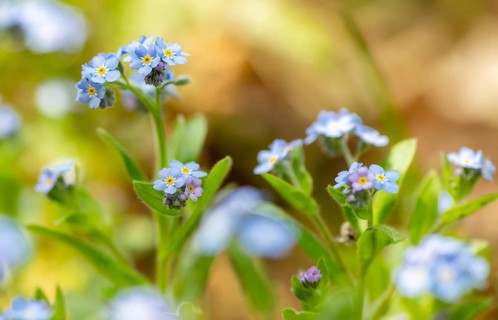 Blue flowers of the forget-me-not (Myosotis), Bavaria, Germany, Europe