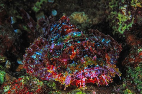 Tropical tassled scorpionfish (Scorpaenopsis barbata) waiting for prey, Lembeh Strait,