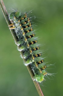 Small Emperor Moth (Saturnia pavonia) caterpillar (Eudia pavonia), France, Europe