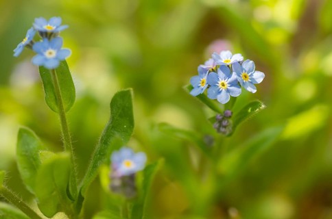 Blue flowers of the forget-me-not (Myosotis), Bavaria, Germany, Europe