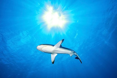 Grey reef shark (Carcharhinus amblyrhynchos) swimming backlit under the sun through open water blue