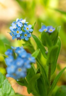 Blue flowers of the forget-me-not (Myosotis), Bavaria, Germany, Europe