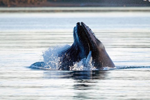 Humpback whale (Megaptera novaeangliae), fishing in the harbour of Reykjavik, Iceland, Europe