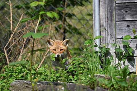 Red fox (Vulpes vulpes), standing in front of a henhouse, captive, Switzerland, Europe