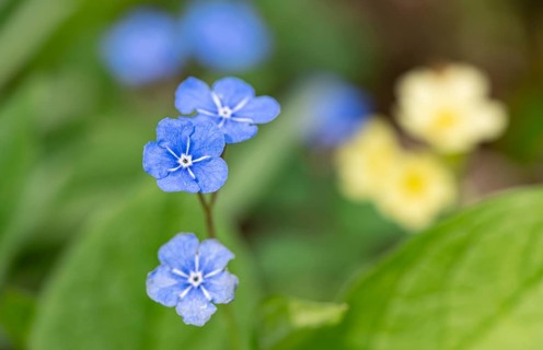 Blue flowers of the forget-me-not (Myosotis), Bavaria, Germany, Europe
