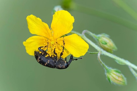 Large pine weevil (Hylobius abietis), Valais, Switzerland, Europe