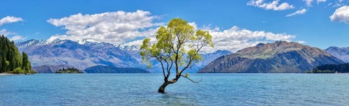 Crack willow (Salix fragilis), Wanaka tree, Lake Wanaka, Otago, New Zealand, Oceania