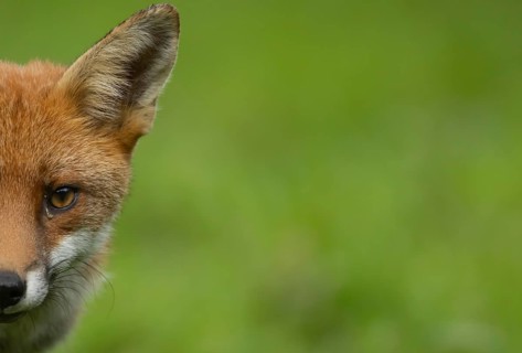 Red fox (Vulpes vulpes) adult animal head portrait, Essex, England, United Kingdom, Europe